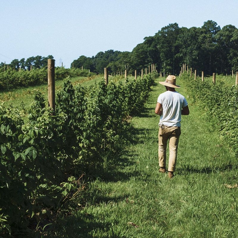 Person walking through garden at Treiber Farms