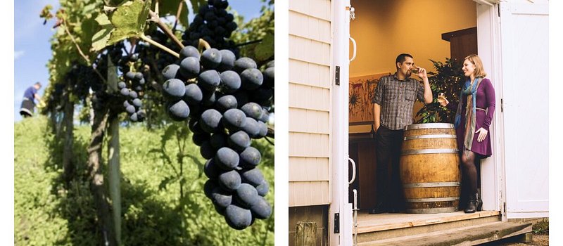 Left: Grapes at Pindar Vineyards; Right: Two people tasting wine at Costello di Borghese Vineyard
