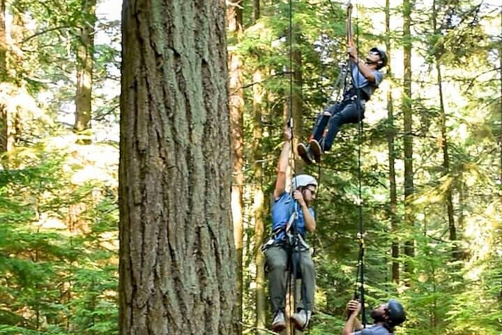 Tree Climbing At Silver Falls image
