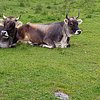pedr02016