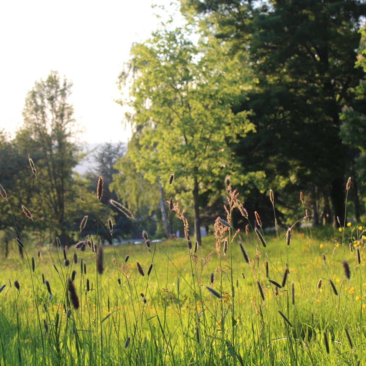 Arboretum de Lisieux All You Need to Know BEFORE You Go (2025)