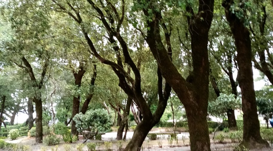 I vialetti dei Giardini del Balio a Erice, giugno 2021