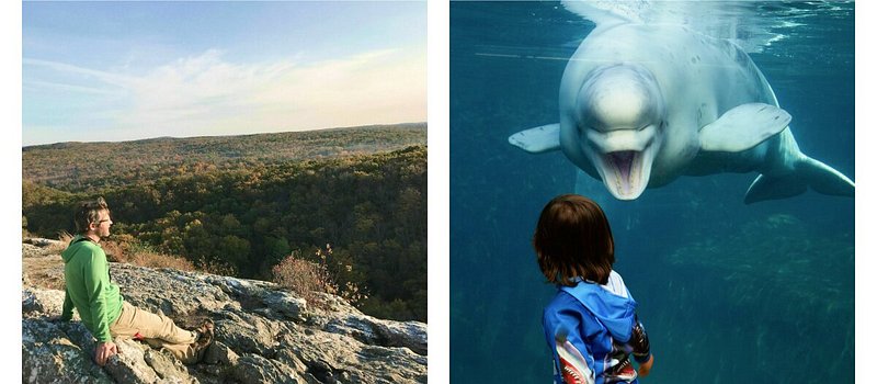 Person sitting and looking over trees on Lantern Hill; Right: Child looking at a beluga whale at Mystic Aquarium