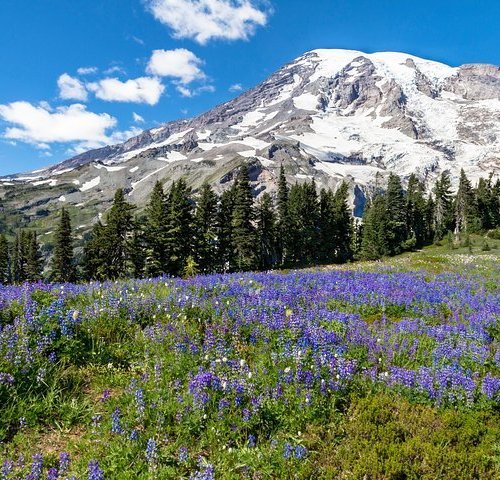 THE 15 BEST Things to Do in Mount Rainier National Park - 2022 (with ...