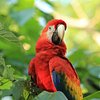 Macaw Recovery Network