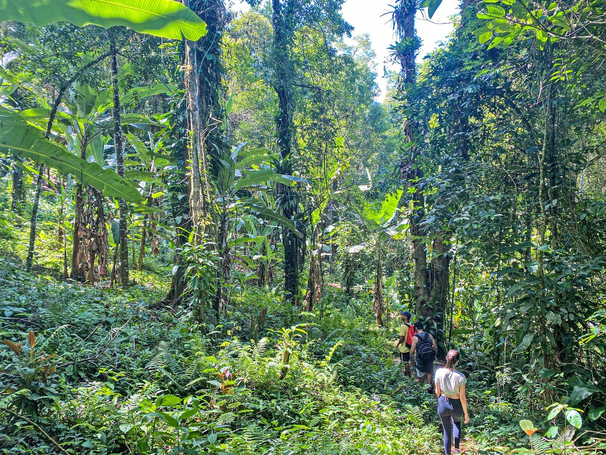 Excursão de 2 horas a pé da histórica cidade de Paraty, Brasil: experiência  oferecida por Paraty Explorer - Tripadvisor