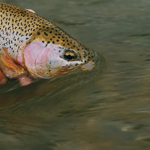 Montana Fly Fishing Guide - Picture of Fins & Feathers Guide Service,  Bozeman - Tripadvisor