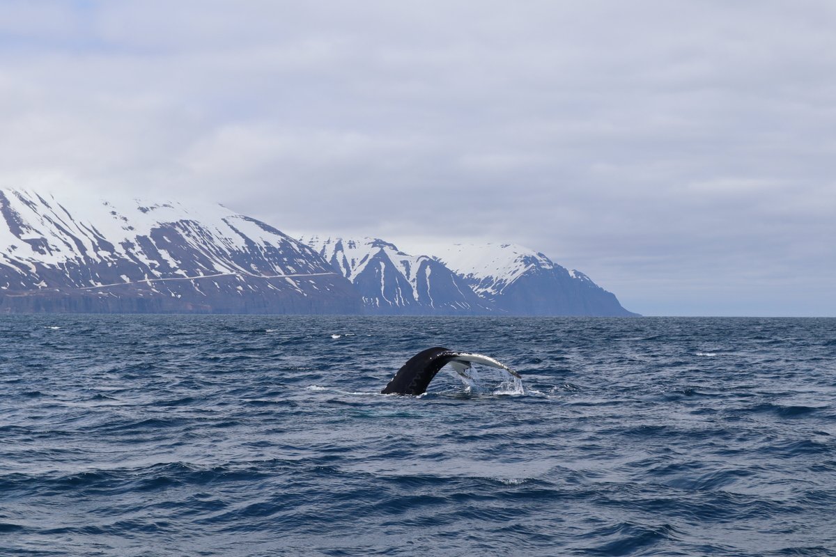 2023 Whale-Watching Tour from Akureyri