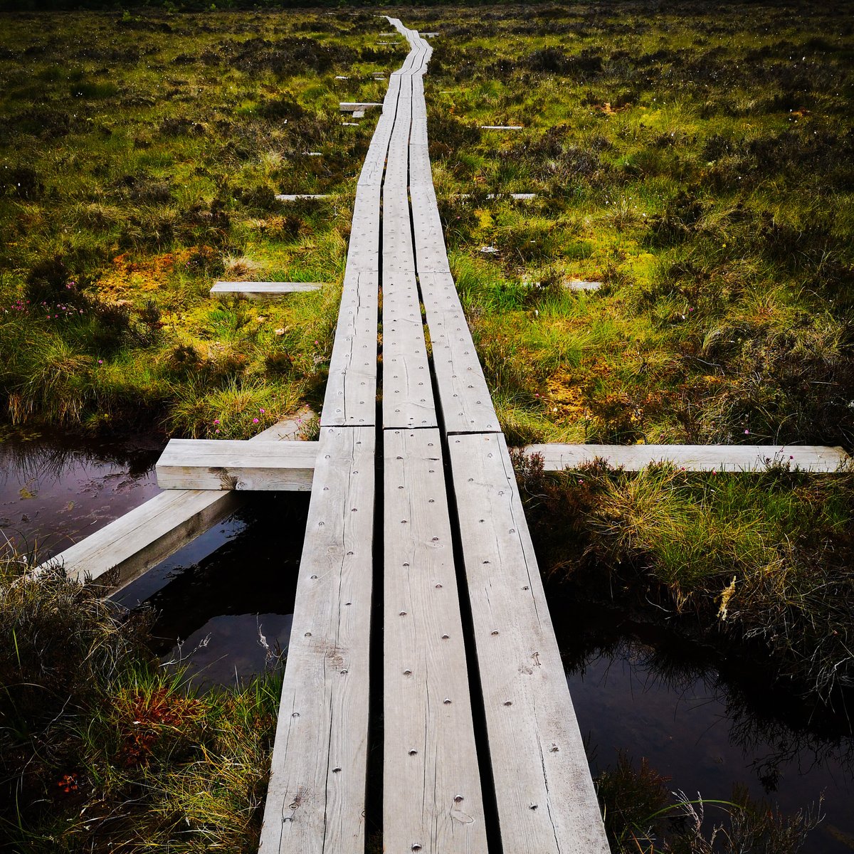 ABBEYLEIX BOG PROJECT - All You Need to Know BEFORE You Go