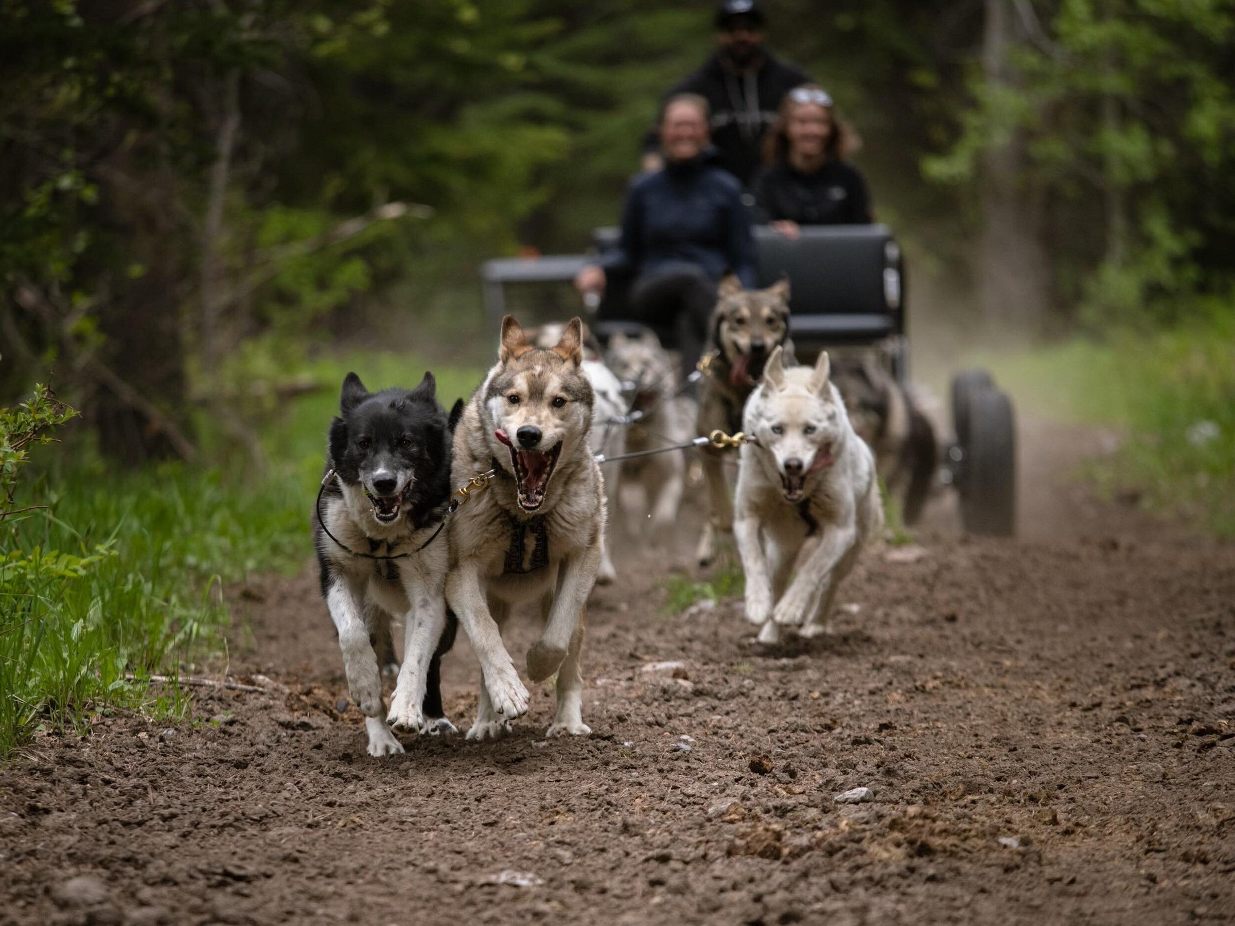 snowy dog tours