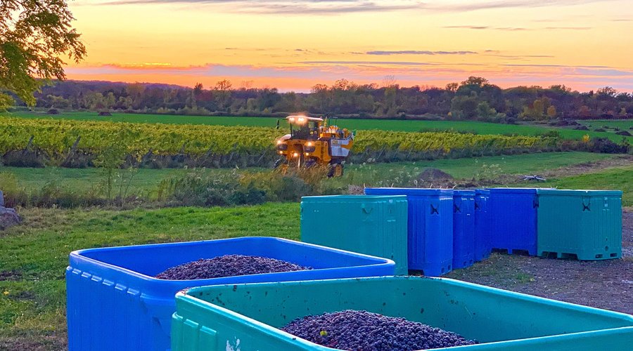 Harvester bringing in the grapes, Fall 2020