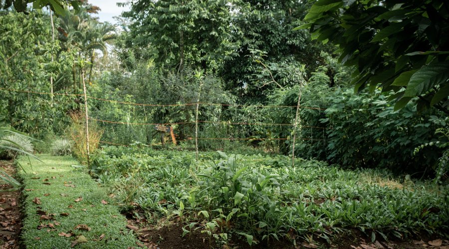 Finca Paraiso Organico, La Fortuna Costa Rica. An organic farm in paradise. As you can tell, green is our favorite color. 