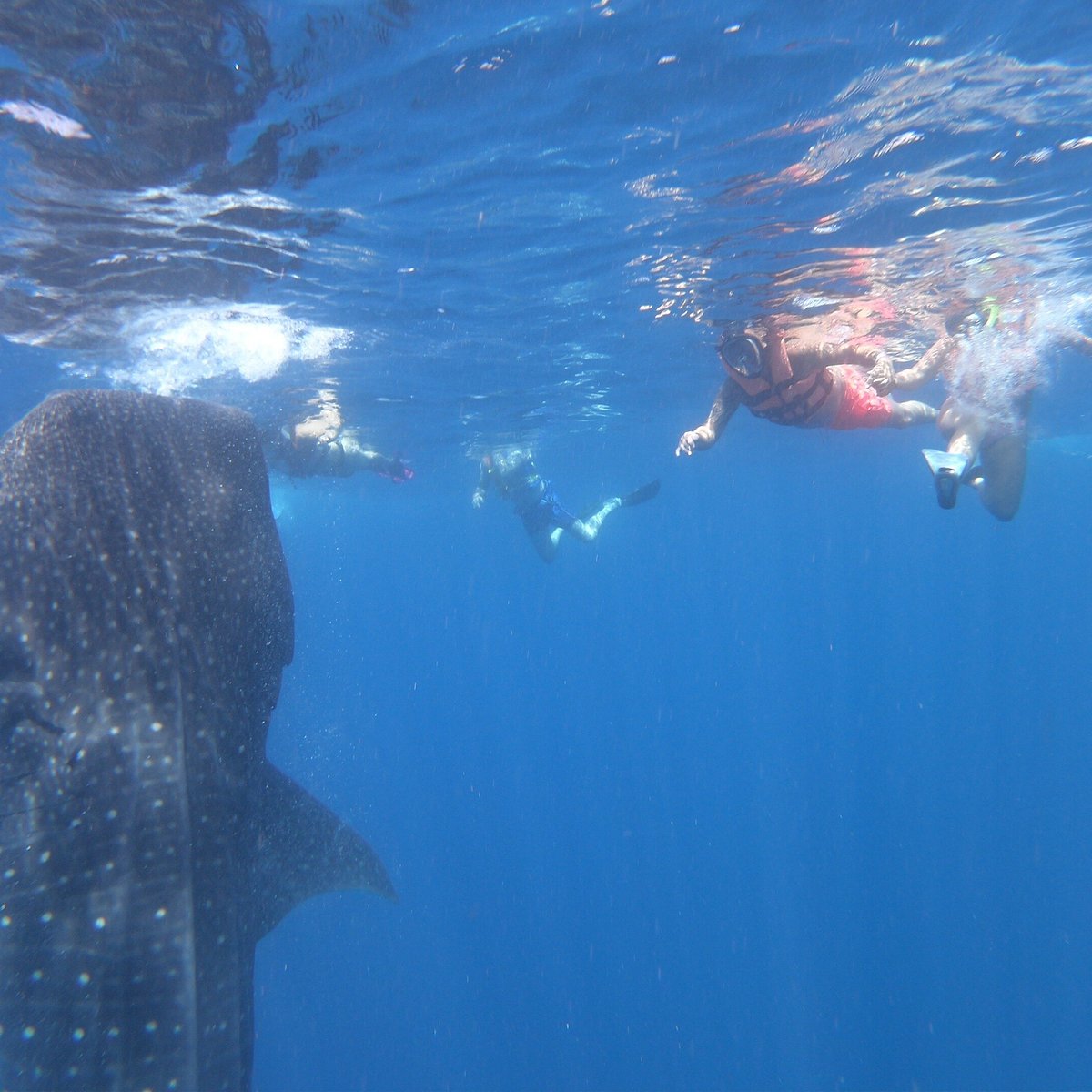 whale shark snorkeling playa del carmen