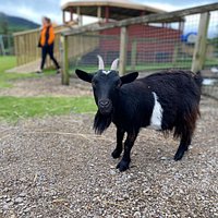 Kennedy's Pet Farm (Killarney) - All You Need to Know BEFORE You Go
