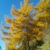 Rosamaria R