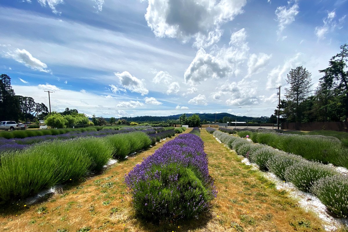 CHEHALEM FLATS FARM MARKET (Newberg) 2023 Qué saber antes de ir Lo