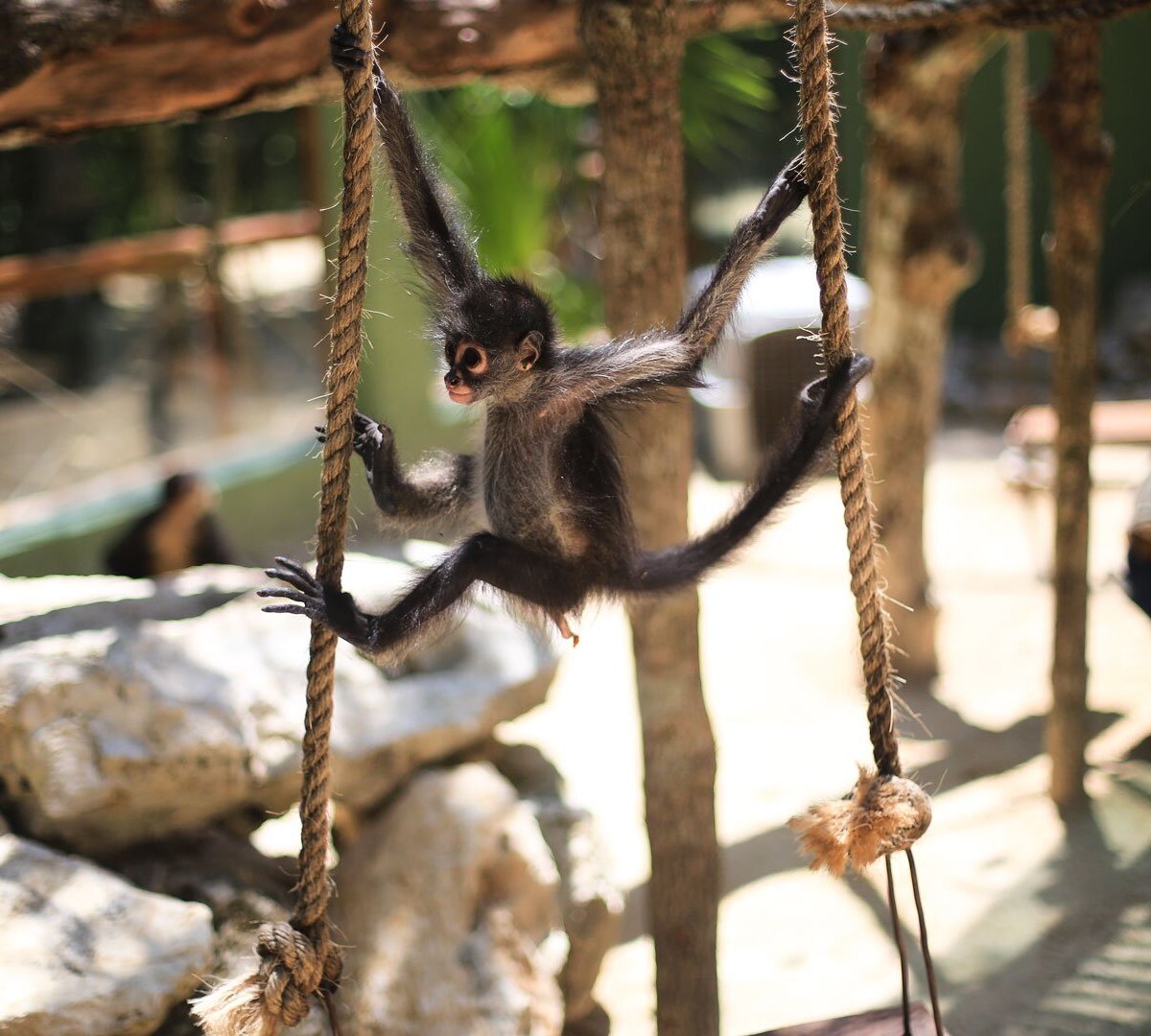 Akumal Monkey Sanctuary & Rescued Animals - Qué SABER antes de ir