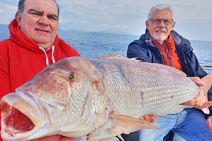 Appâts Vivants - Fish In Golfe
