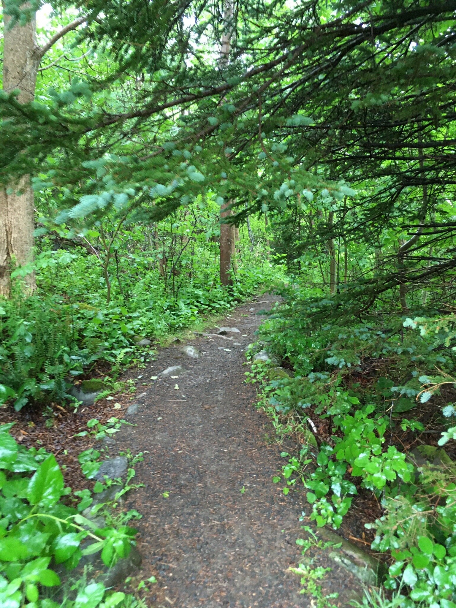 Delaps cove wilderness trail 2025