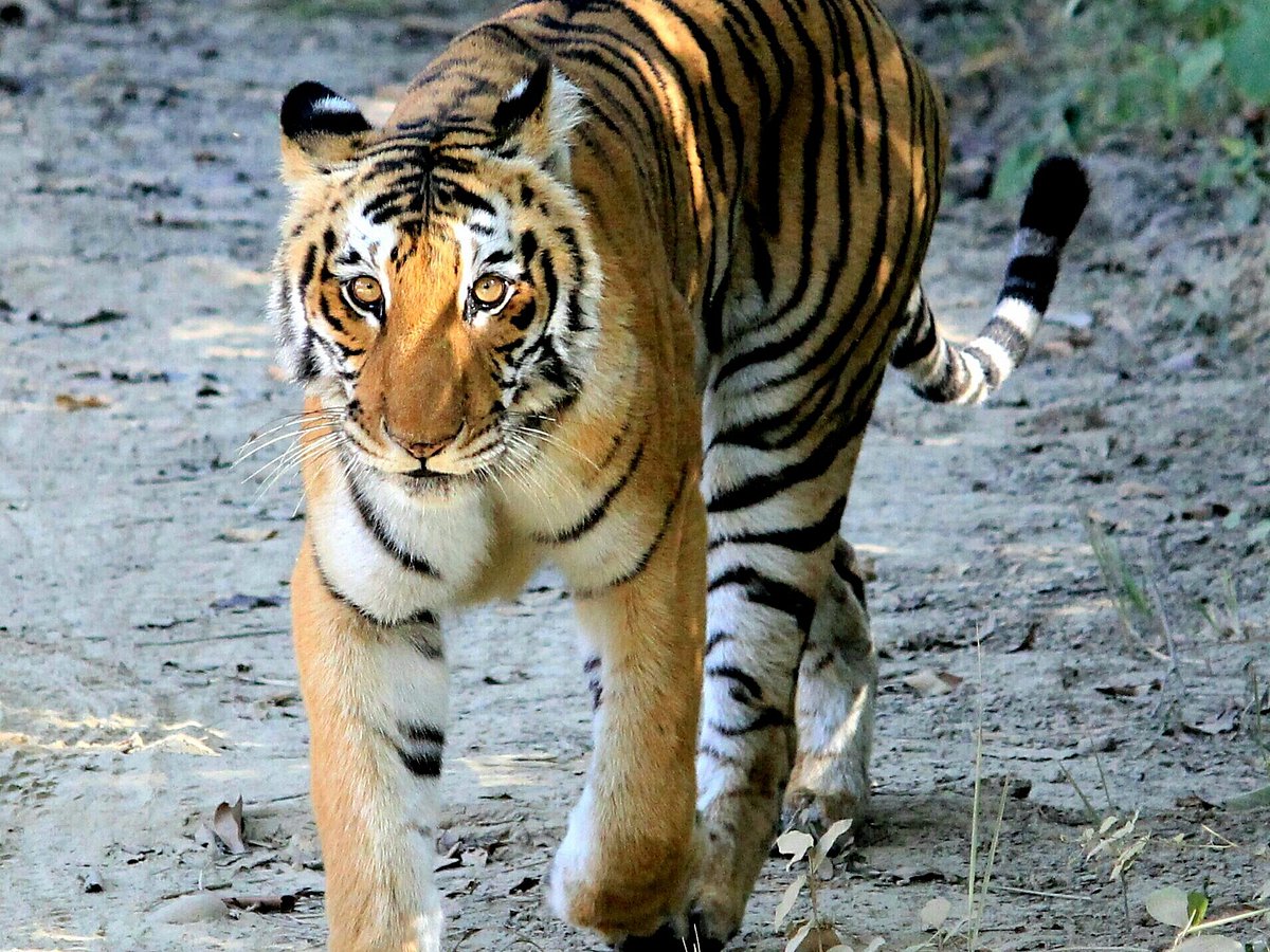 Corbett Jungle Safari (Jim Corbett National Park) - All You Need to Know BEFORE You Go Corbett Jungle Safari (Jim Corbett National Park) - All You Need to Know BEFORE You Go
