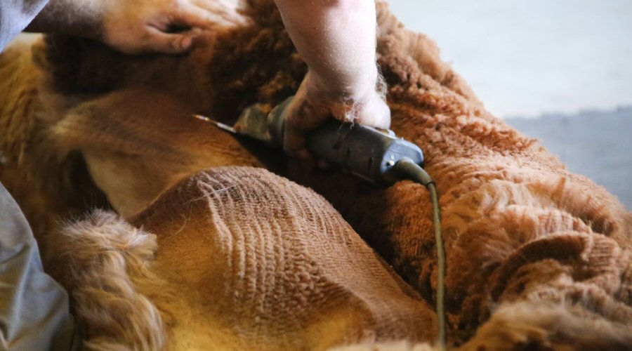 Shearing happens once a year