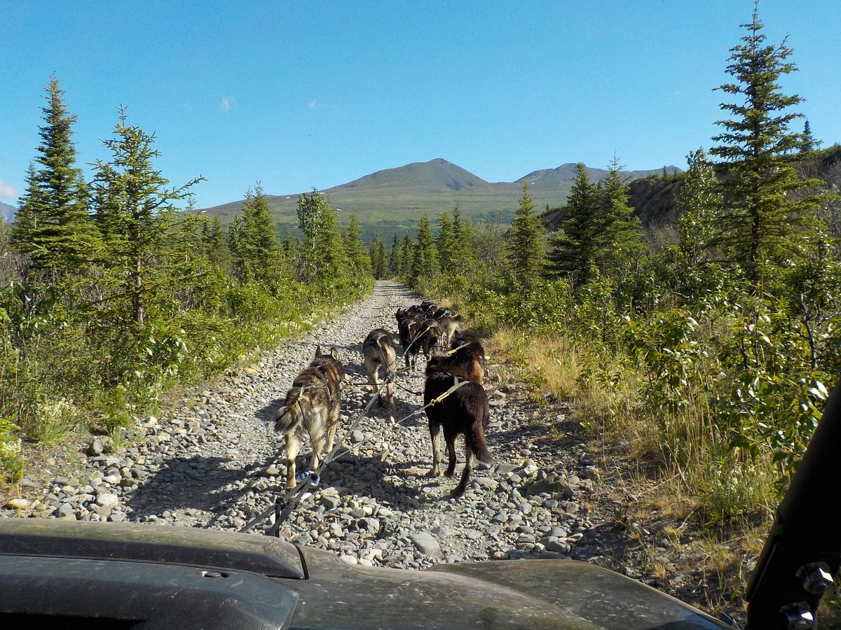 Wildthingz Dog Mushing (Summer) (Cantwell) All You Need to Know