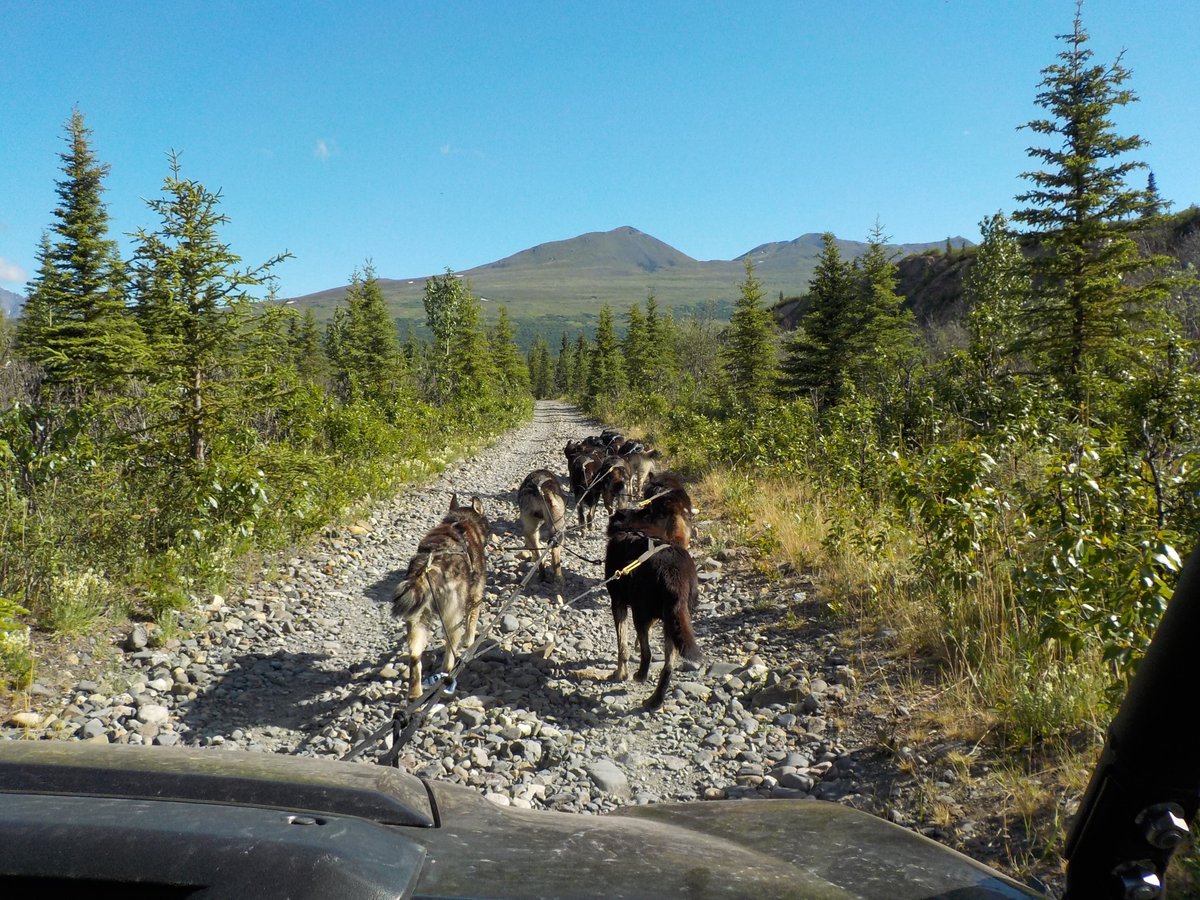 Wildthingz Dog Mushing (Summer) (Cantwell) All You Need to Know