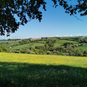 Loves Hill Camping feild in spring