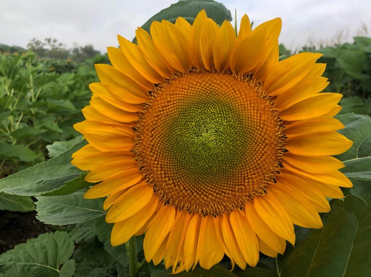 Paseo De Los Girasoles (Copan Ruinas) - All You Need to Know BEFORE You Go