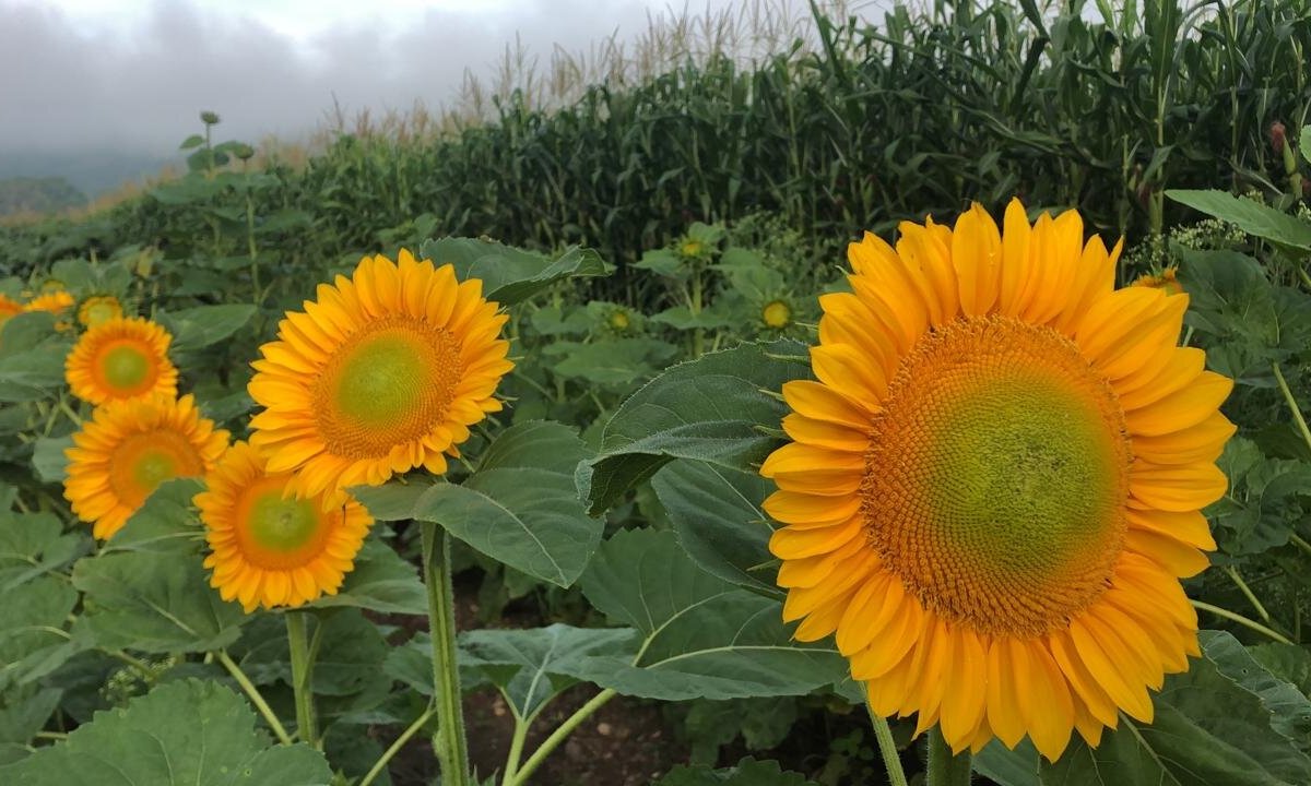 Paseo De Los Girasoles - All You Need to Know BEFORE You Go (2024)