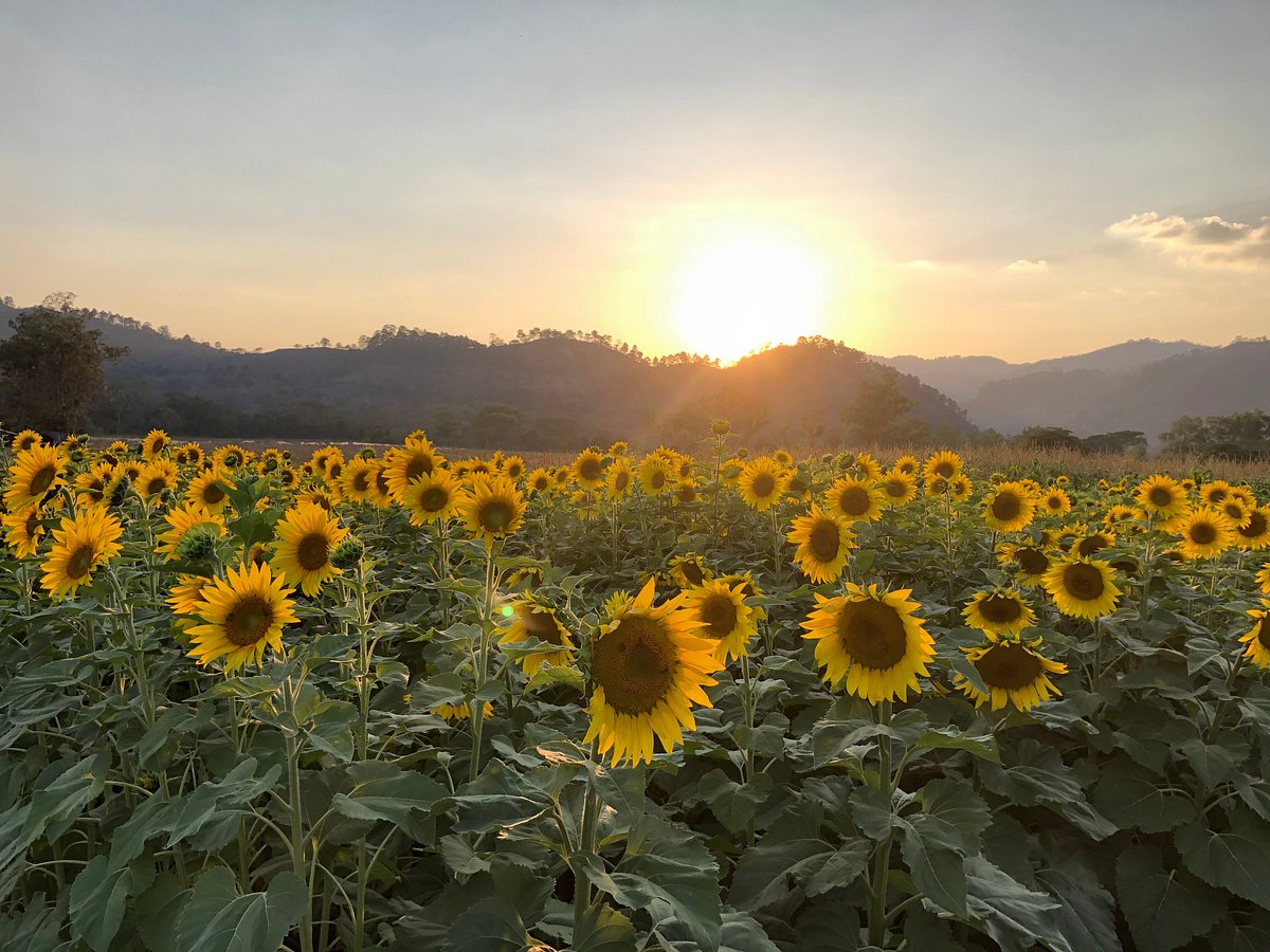 Paseo De Los Girasoles (Copan Ruinas) - All You Need to Know BEFORE You Go