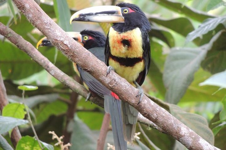 2024 Mindo Cloud Forest Private Day Tour