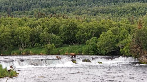 Katmai National Park and Preserve review images