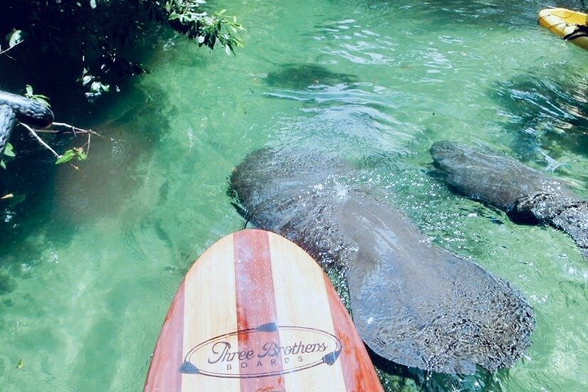 Orlando Manatee and Natural Spring Adventure Tour at Blue Springs image