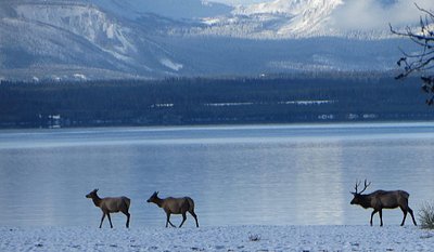 best time to visit yellowstone park