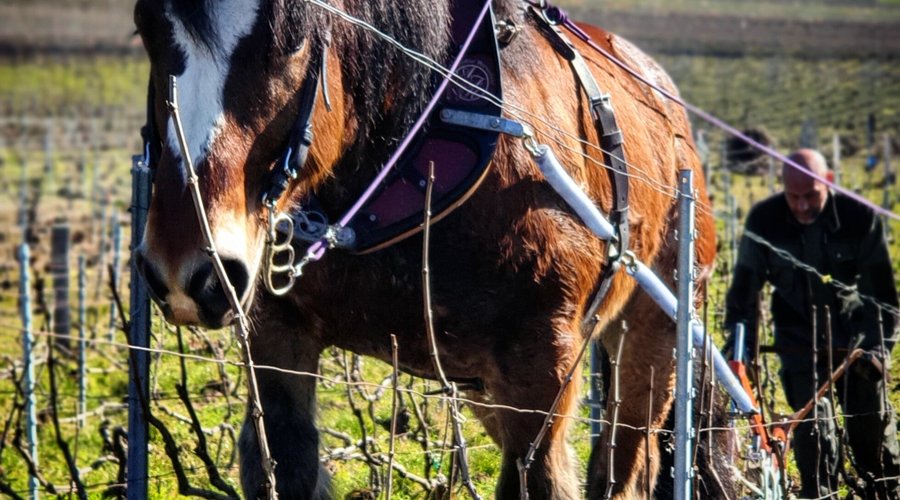 Travail de nos vignes au cheval de trait
