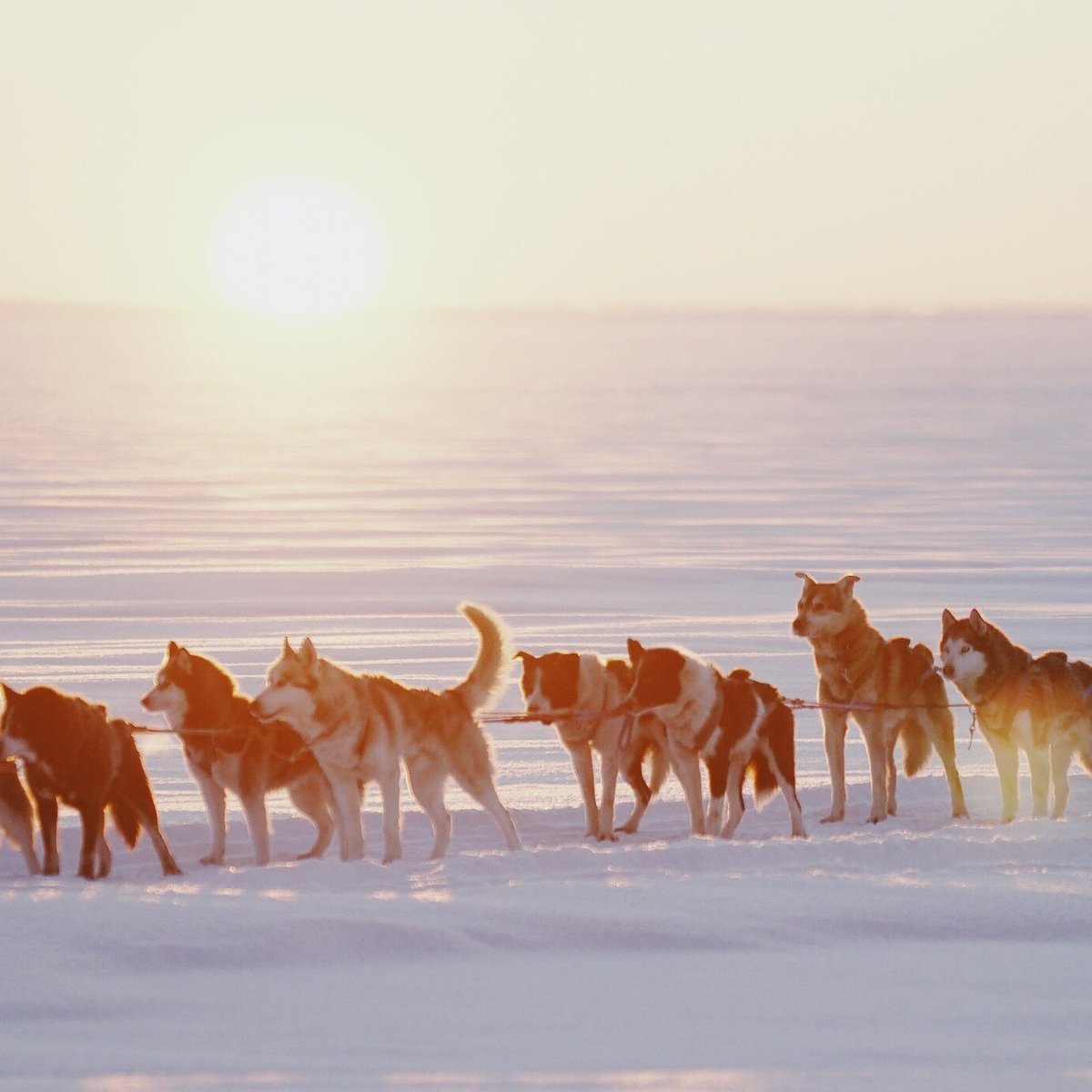 Туристический эко-комплекс HUSKY MOA, п. Матросы: лучшие советы перед  посещением - Tripadvisor