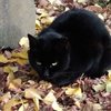 くろ猫