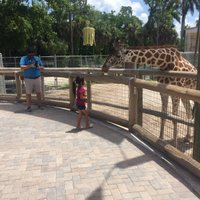 Naples Zoo at Caribbean Gardens - All You Need to Know BEFORE You Go (2024)