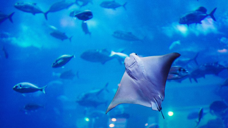 Manta Ray in the Dubai Aquarium & Underwater Zoo