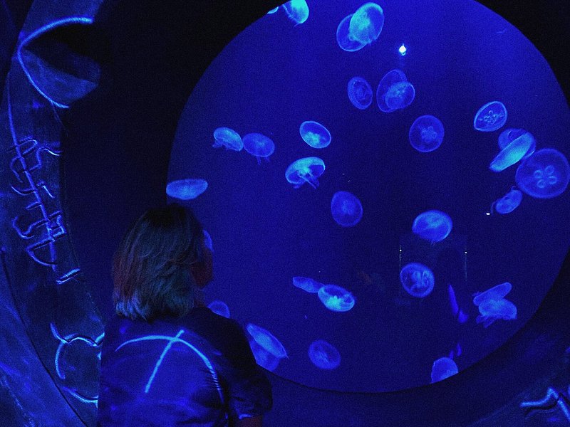 The Lost Chambers Aquarium, Atlantis, Dubai