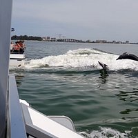 Clearwater Encounters with Dolphins Tour | FL