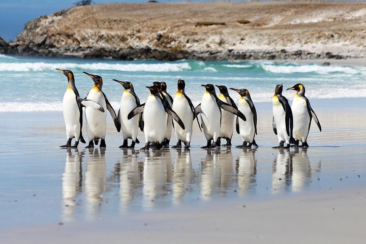 2024年 フォークランド諸島の自然・野生動物: フォークランド諸島の 5 件の自然・野生動物をチェックする - トリップアドバイザー