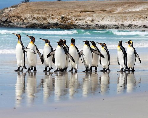 falkland islands penguins tours