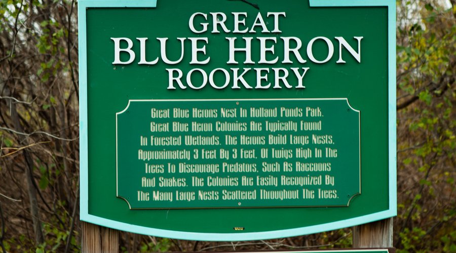 Visitors regularly see proof  of  this  success  as  they  share  the  park  with  blue  herons,  green  herons,  great blue herons, little green herons and great egrets.
