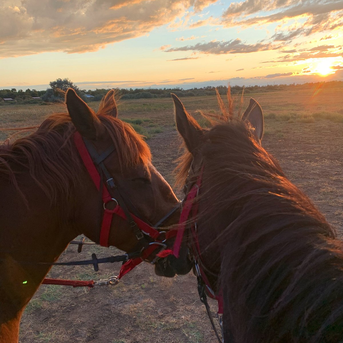 Balade à cheval au coucher du soleil à Étretat