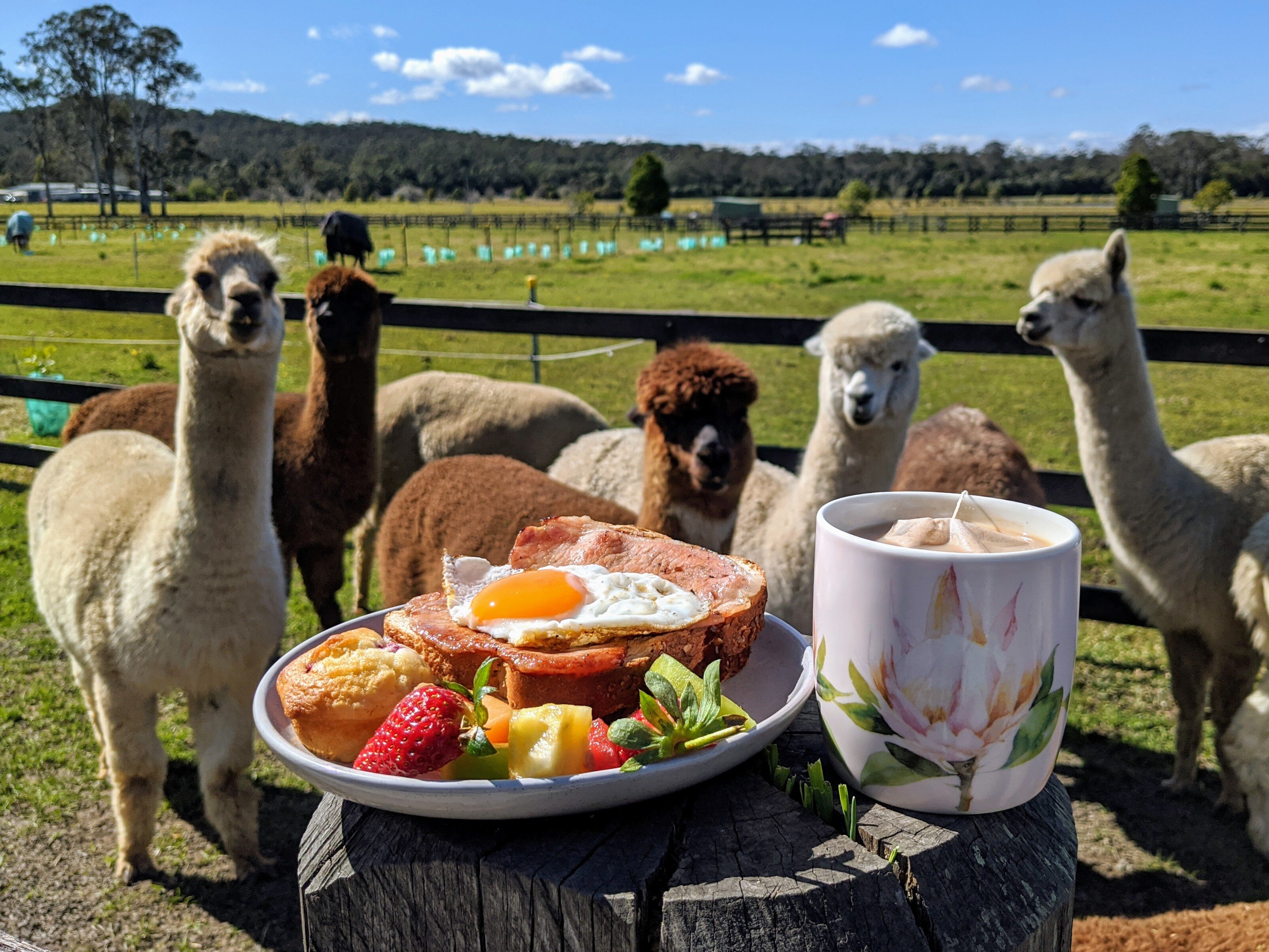 Iris Lodge Alpacas All You Need to Know BEFORE You Go 2024