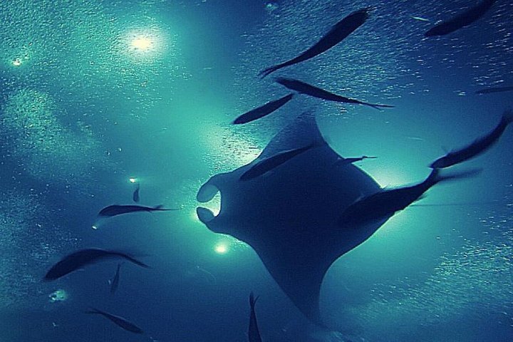 4 Days 3 Nights Manta Ray Adventure