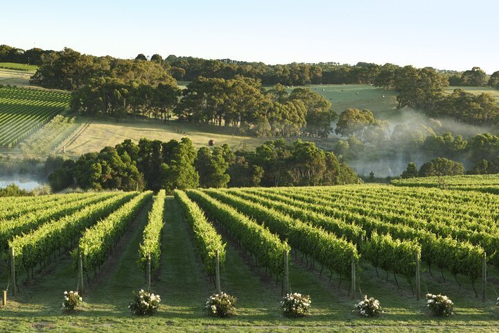 THE 10 BEST Mornington Peninsula Wine Tasting Tours 2024