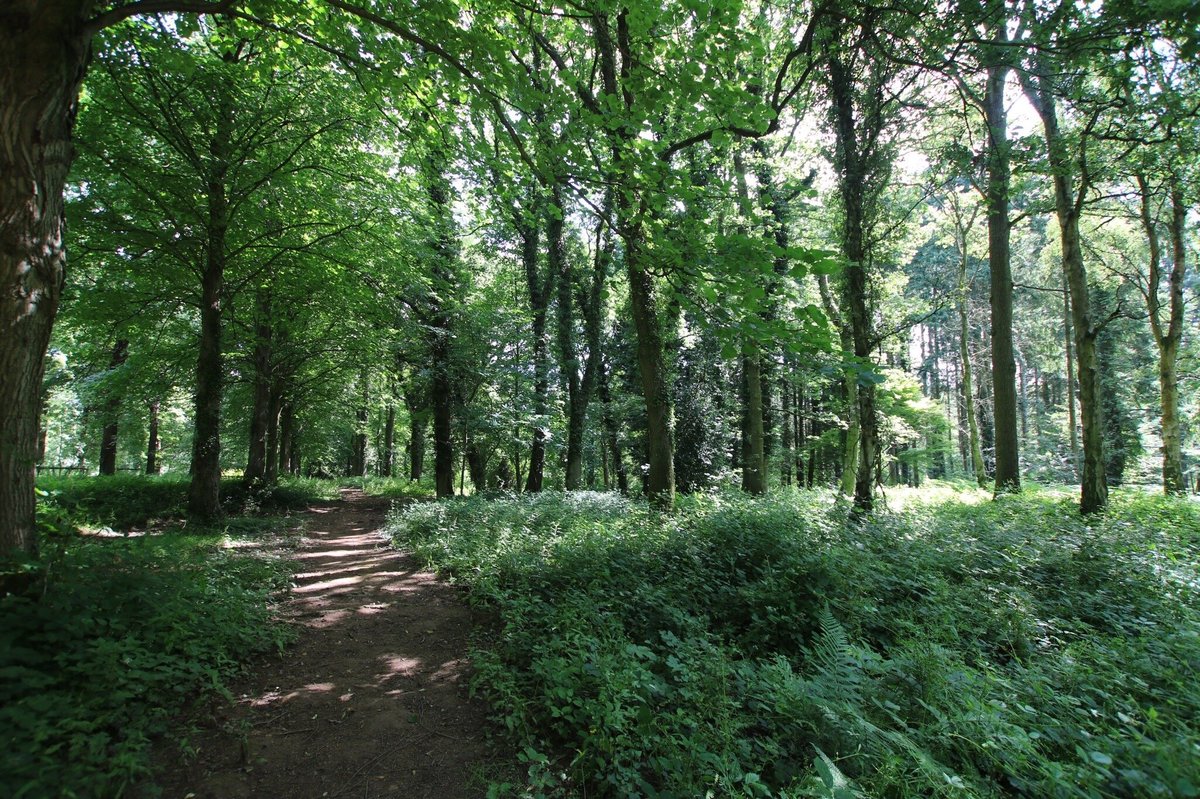 Queenswood Country Park & Arboretum (Leominster) - All You Need to Know ...